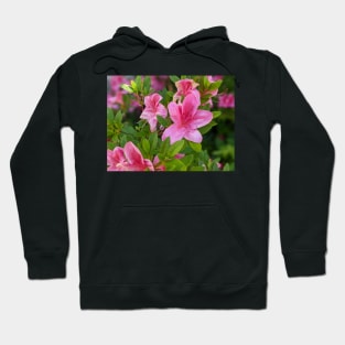 Cluster of Pink Flowers 2 Hoodie